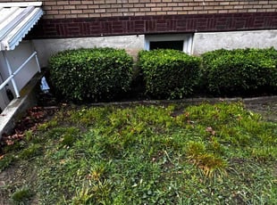 Bush Trimming by Roger Armas for Nina S. in Bountiful, UT
