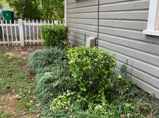 Bush Trimming by EL AllA-MuAmAd for Oliver S. in Charlotte, NC