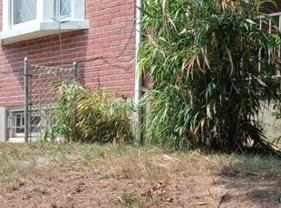 Bush Trimming by Dominique Artis for Taofeek O. in Baltimore, MD