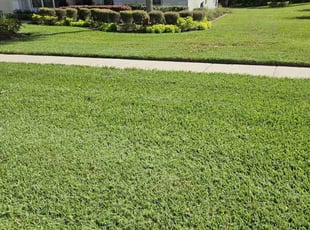 Carolyn R.'s Lawn Mowing service result