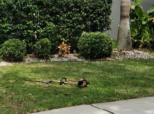 Bush Trimming by Eric Jones for Zach J. in Tampa, FL
