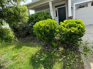Bush Trimming by Quincy D. for George R. in Pineville, NC