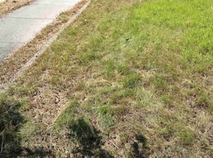 Weeding by BRT All season for Sunil S. in Minneapolis, MN
