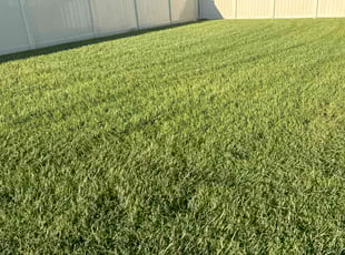 Paul I.'s Lawn Maintenance service result
