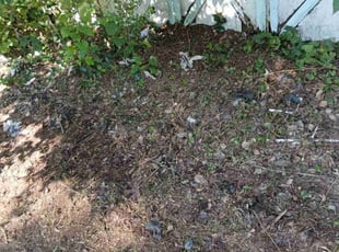 Leaf Removal by Icaro Dos Santos for Elizabeth J. in Mount Airy, MD