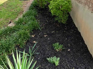 Bush Trimming by Keily Delgado Preciado for Robert S. in Cedar Park, TX