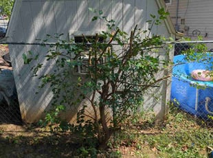 Bush Trimming by Tamica Lige for Samantha H. in Kansas City, MO