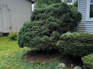 Bush Trimming by Bradley Thompson for Robyn F. in Aurora, OH