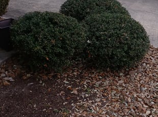 Bush Trimming by Miguel Rojas for Cybele M. in San Antonio, TX