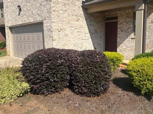 Bush Trimming by Howard Collier for Ralph A. in McDonough, GA