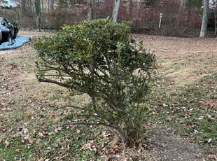 Bush Trimming by Alberth Ariel Aguilar-Alvarez for Victor B. in Nokesville, VA