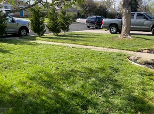 Suzanne Z.'s Lawn Mowing service result