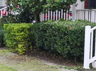 Kenneth P.'s Bush Trimming service result