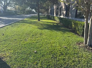 Connie M.'s Grass Cutting service result