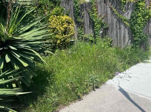 Bush Trimming by David Bazemore for Toria P. in Catonsville, MD