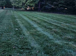 Jack s.'s Lawn Mowing service result