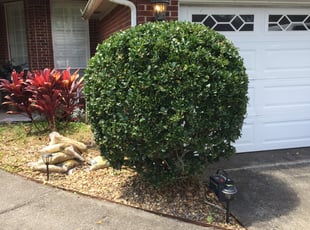 Bush Trimming by Charleyne Brown for Valerie J. in Jacksonville, FL
