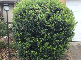 Bush Trimming by Stoney Recess for Ronnie W. in Broken Arrow, OK