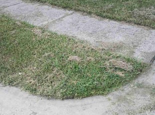 Diana E.'s Lawn Mowing Service service result