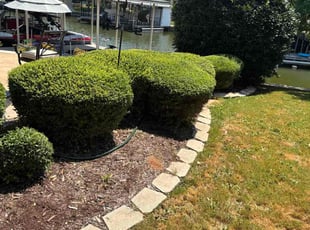 Cindi S.'s Bush Trimming service result