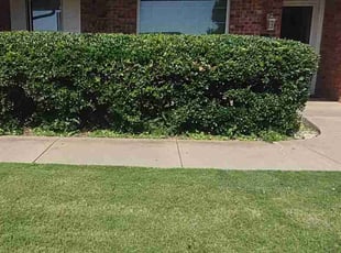 Bush Trimming by Chynna Smith for Richmond T. in Oklahoma City, OK