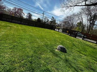 Adrienne A.'s Lawn Maintenance service result
