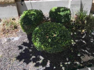 Bush Trimming by Reginaldo Perez for Dean E. in Austin, TX