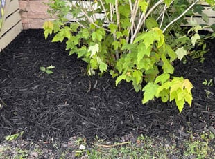 Mulching by Anthony Beamon for Leon B. in Chesapeake, VA