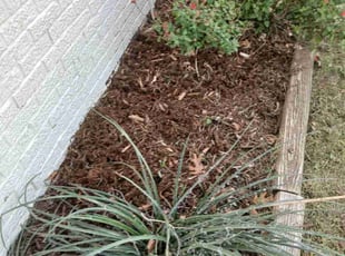 Bush Trimming by Kristian Roach for JC S. in Lubbock, TX