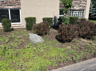 Bush Trimming by Antasha Malcolm for Isabela D. in Sterling Heights, MI