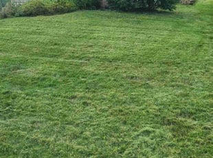Keena M.'s Lawn Mowing service result
