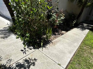 Bush Trimming by Earl Miller for Calvin N. in San Diego, CA