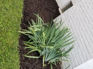 Landscaping by James A. Saulsbury for Jeriesha P. in Washington, DC