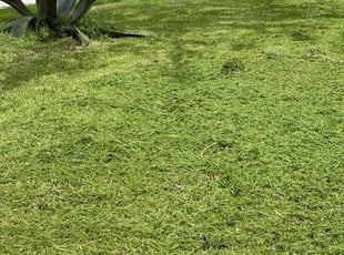 Vernon H.'s Lawn Service service result