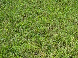 Paris A.'s Lawn Service service result