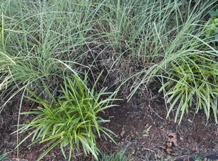 Weeding by Amanda Carter for Elizabeth D. in Clayton, NC