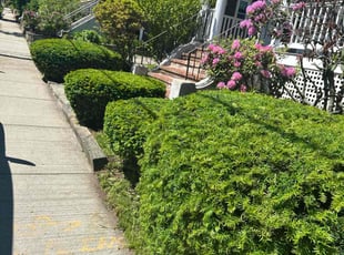 Bush Trimming by Vasawn Miller for Anita M. in Watertown, MA