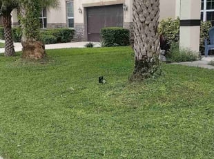Shalyn P.'s Lawn Mowing service result