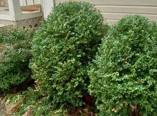 Bush Trimming by Lance Reynolds for Olga S. in Kansas City, MO