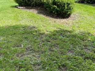Leaf Removal by Carlos Ortiz for Noemi B. in Bay Village, OH