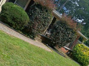 Bush Trimming by Omayma Saleh for William P. in Clarkston, GA