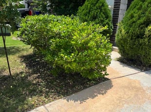 Bush Trimming by Keanu Contreras for Patrick C. in New Braunfels, TX