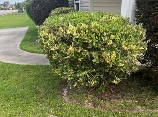 Bush Trimming by Don'Trayvis Vaught for Szakolczay K. in Myrtle Beach, SC