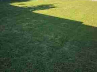 Tekia H.'s Lawn Care service result