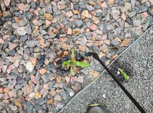 Cleanups by Megan Hansen for Satoshi Y. in Erie, CO
