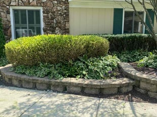 Bush Trimming by Gregory Williams for Kim S. in Farmington Hills, MI