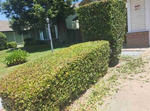 Bush Trimming by Juan Rodriguez for Rena C. in Sacramento, CA