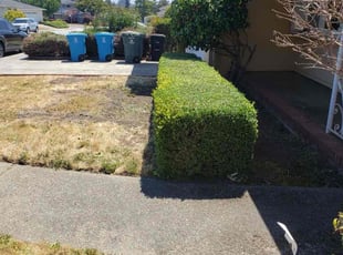 Bush Trimming by Ricky Linares for Gia L. in San Mateo, CA