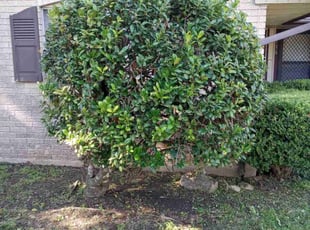 Bush Trimming by Vincent Vasquez for Eileen M. in San Antonio, TX