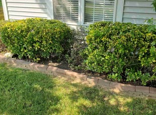 Bush Trimming by Julian Salinas for Joel V. in Indian Trail, NC